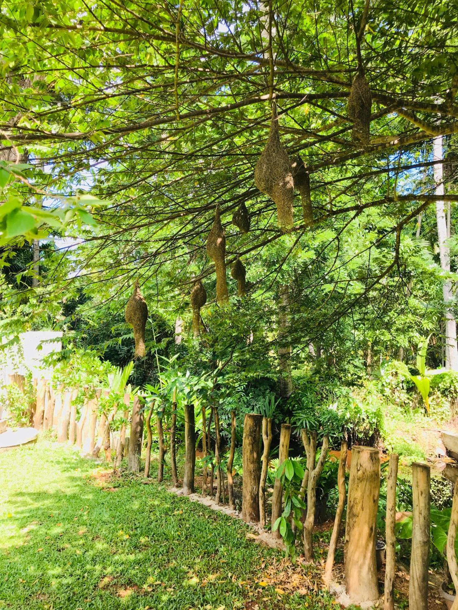 אנוראדפורה Ruwinsons Canal Garden מראה חיצוני תמונה